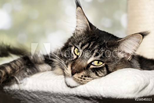 Picture of Bored Maine Coon cat